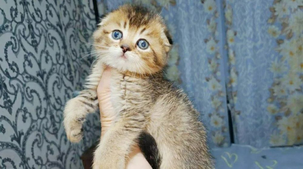 Продаётся Шотландский  котёнок Скоттиш Фолд .
