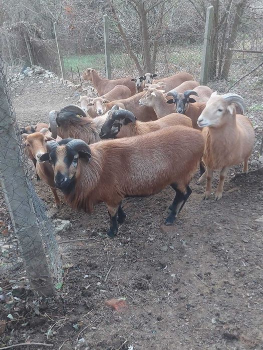 Miei si berbeci de vanzare !