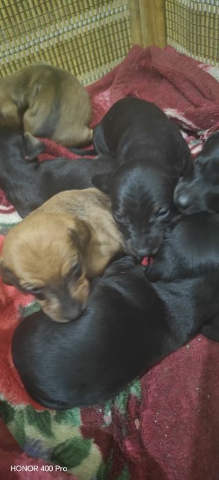 Щенки таксята, чистокровные