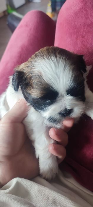 Shih Tzu băiețel