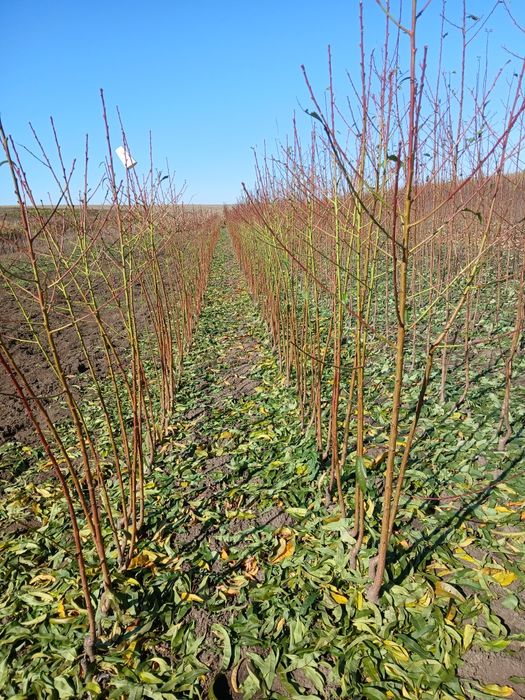 Pomi fructiferi certificati fitosanitar