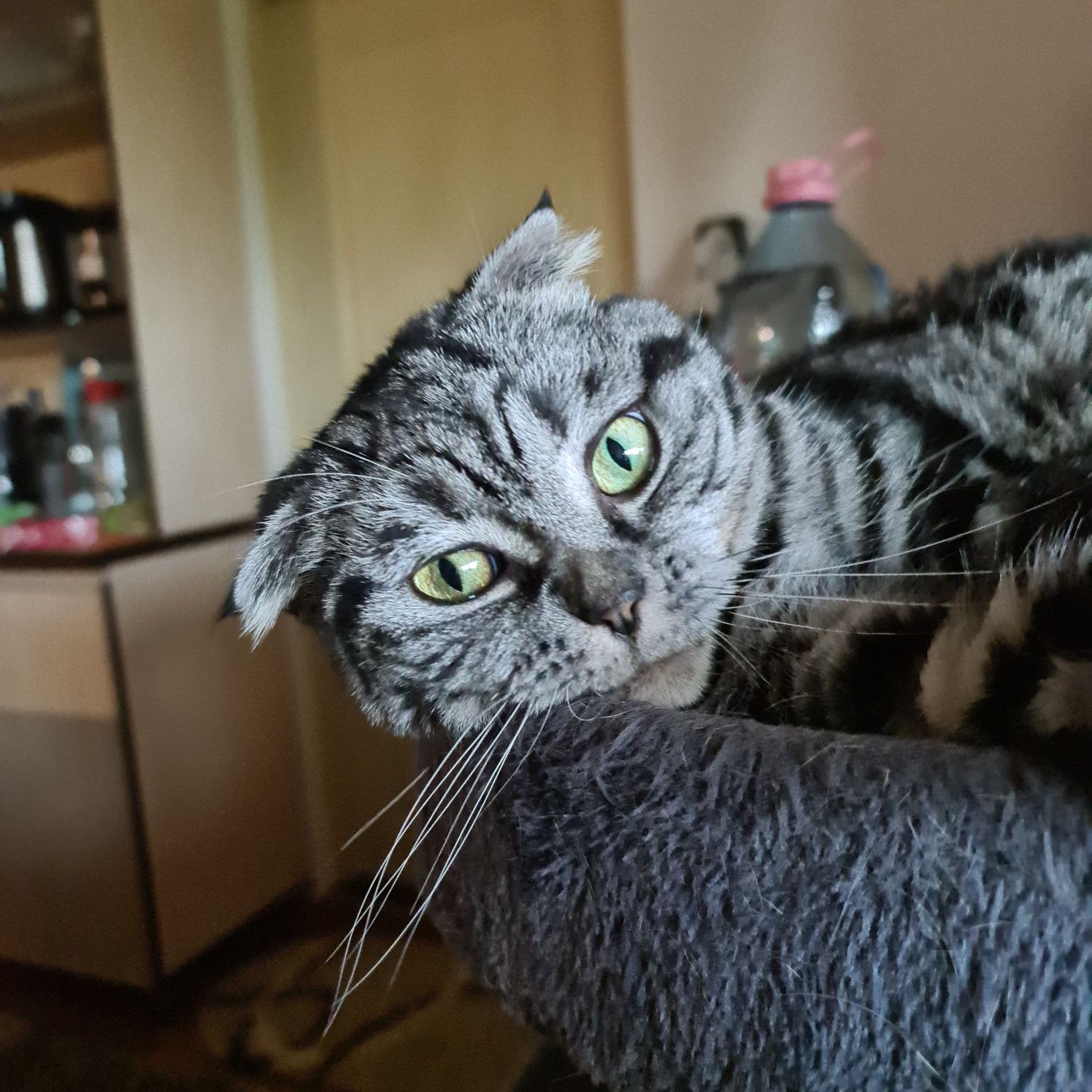 Donez pisica scottish fold - adulta