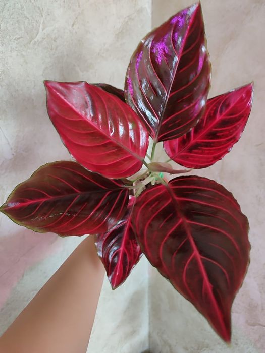 Аглаонема разных сортов