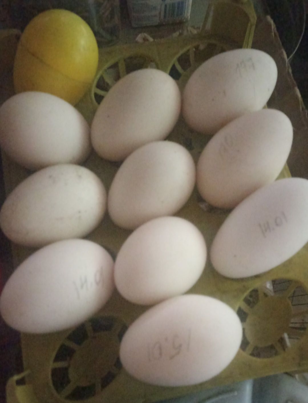 Яйца гусиные, продам. Можно  в 1. пищу.2, для лечения.3 для инкубации