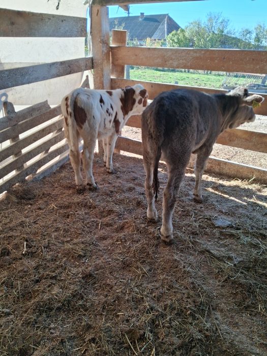 Vând tauras și vitea