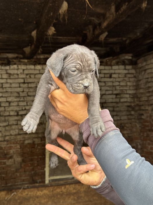 Продавам чистокръвни Кане Корсо