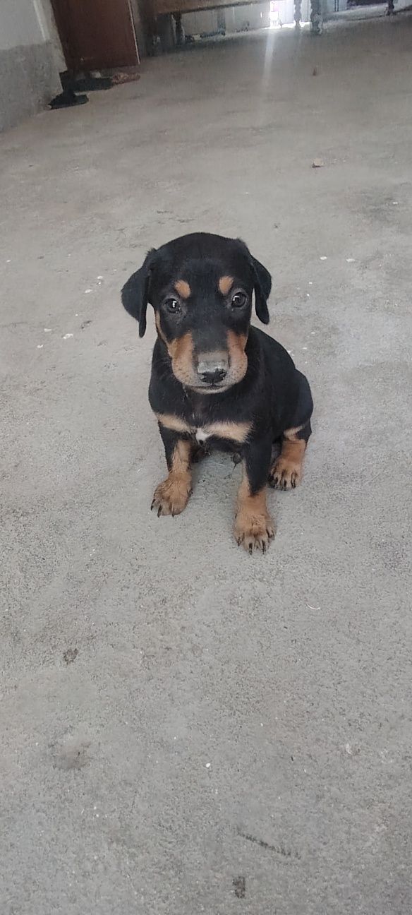 Doberman gold rangidan ham bor