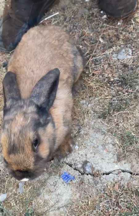 Karlik samkaquyonla sotiladi