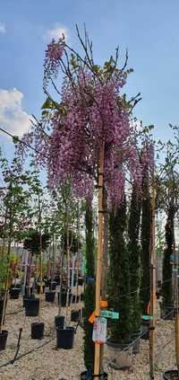 Glicina mov ( wisteria) salcâm ,plante decorative, plante  ornamentale