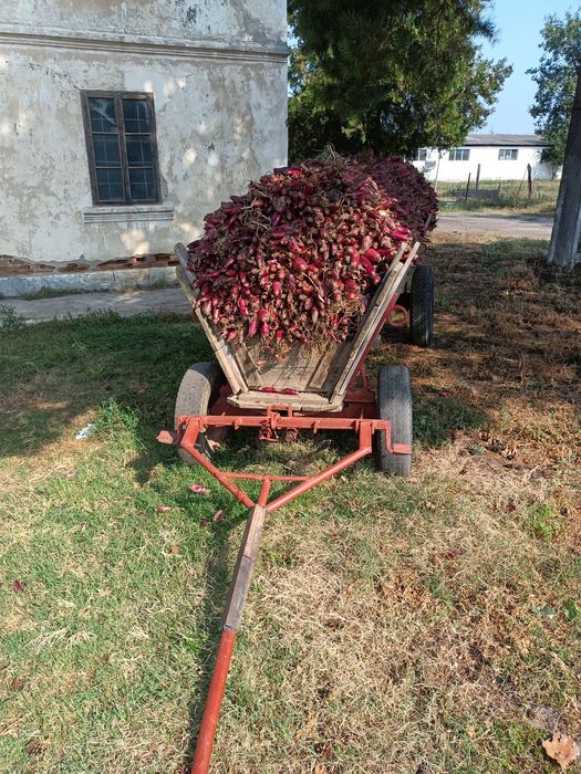 Ceapă de apă roșie