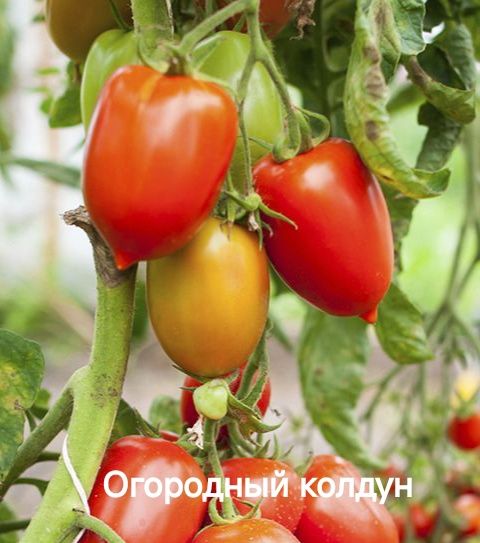 Продаются семена томатов