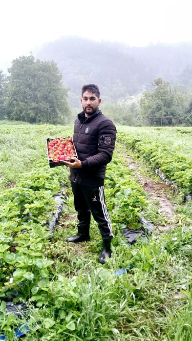 Разсад ягоди холандски и италянски сортове