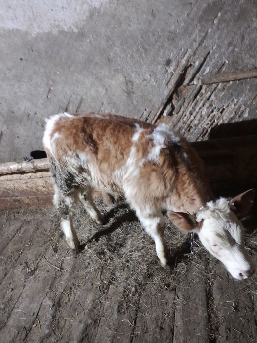 Vând vițel belgian pe rosu