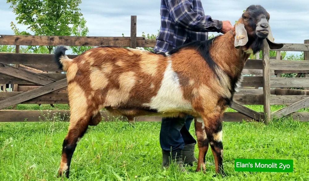 Vând capra ANGLO Nubian cu Pedigree Cehia