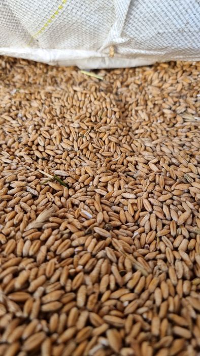 Vând cereale producție 2025