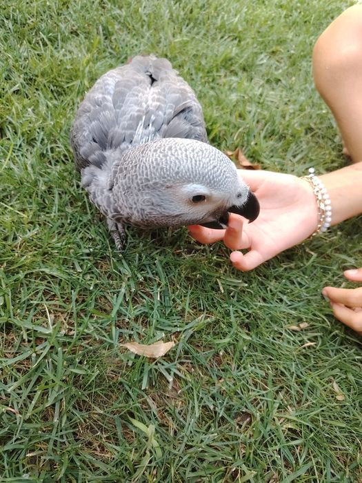 Vând pui papagal Jako 3 luni mascul cu test ADN!