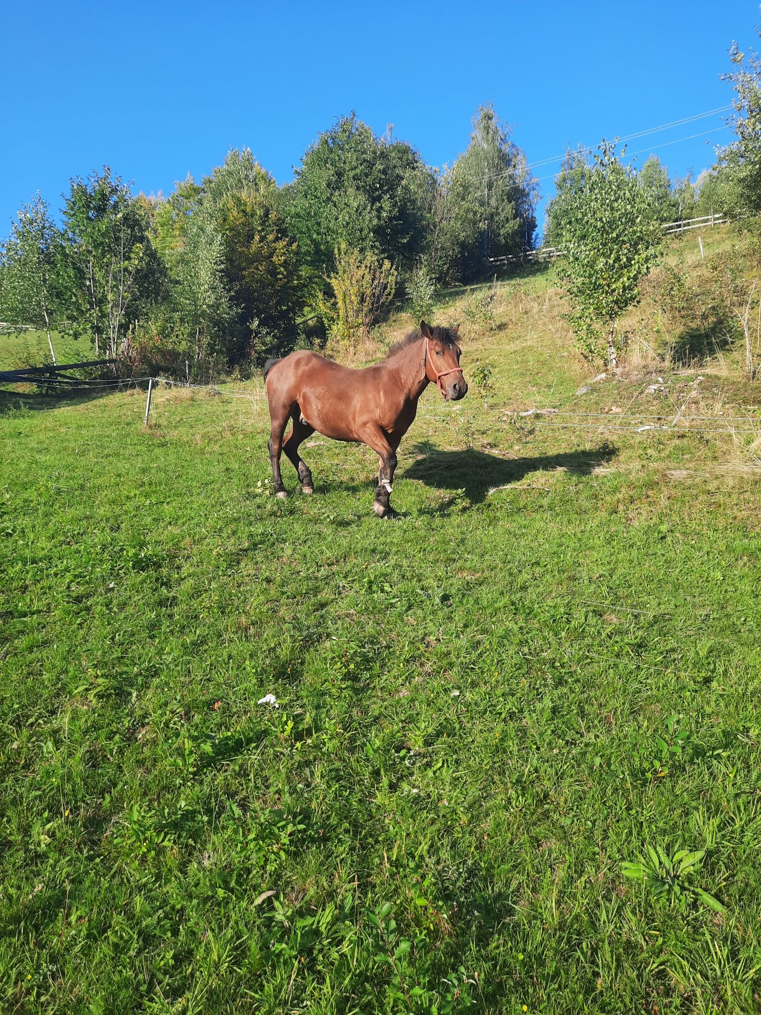 Vând mânz de 1 an și 8 luni