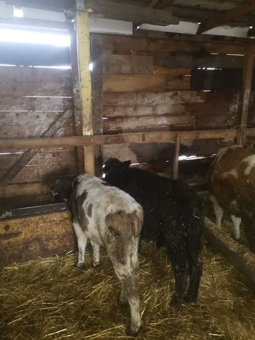 Vand 2 taurasi de rasa varsta cuprinsa 3 luni