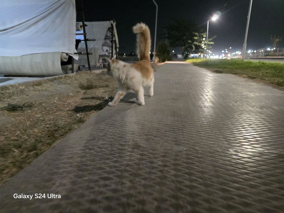 Mushukcha 5 oylik pul zarur