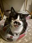 Motan pentru adoptie