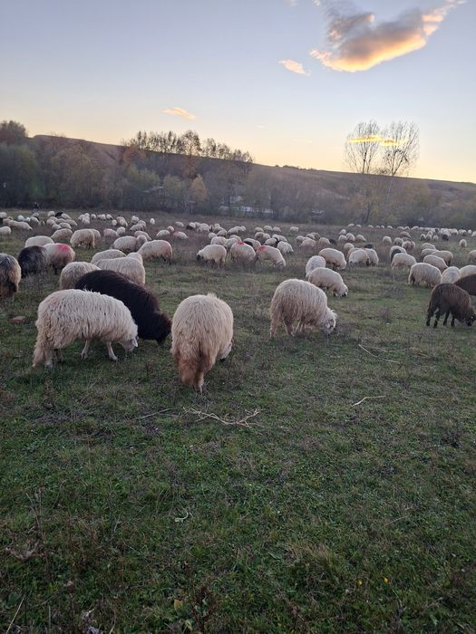 Vând oi bune pe alese