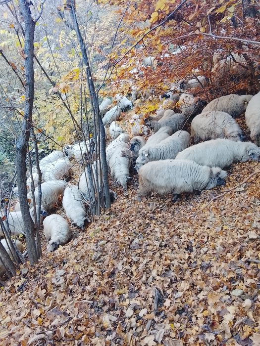 Oi de vanzare Suceava