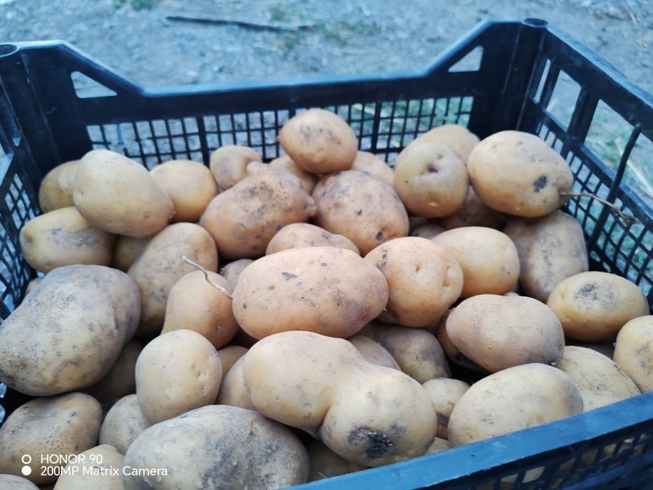 Картофи сорт Сорая