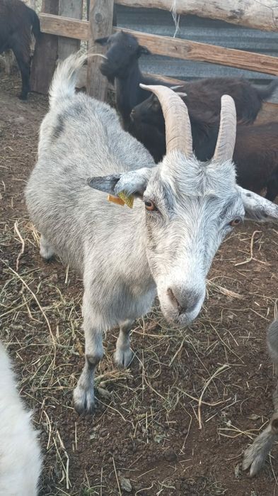 Продам коз вместе с козлятами