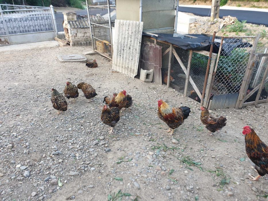Găini wyandotte gsg