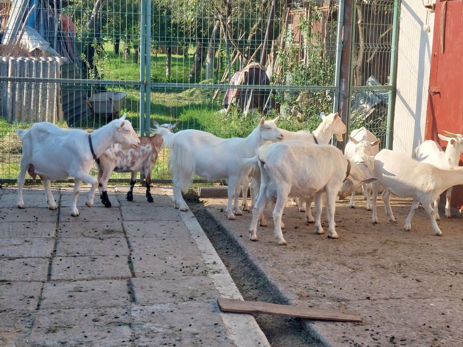 Capre cu lapte și fără de doi ani