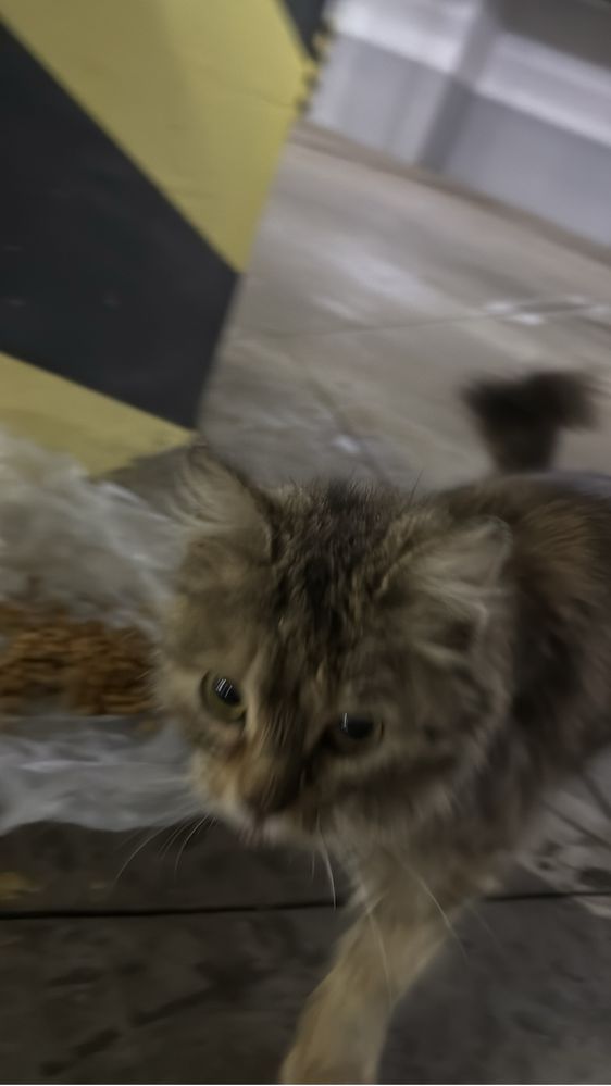 Кошка ищет любящих хозяев
