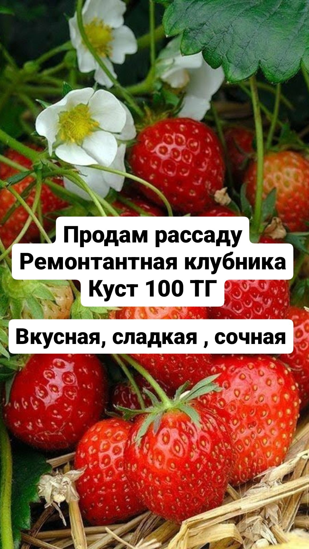 Продам рассаду клубники