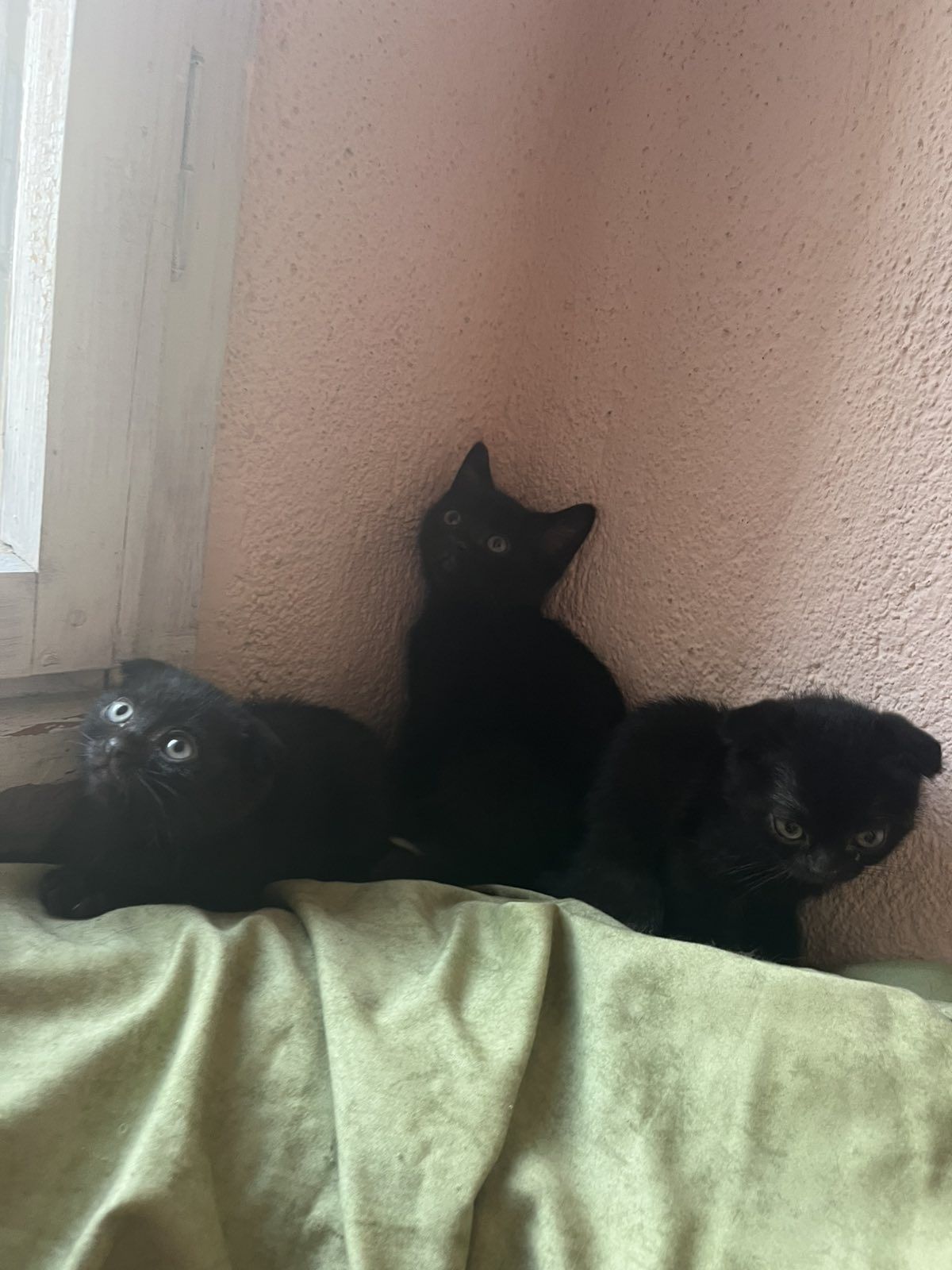 Шотландска правоуха клупоуха котка