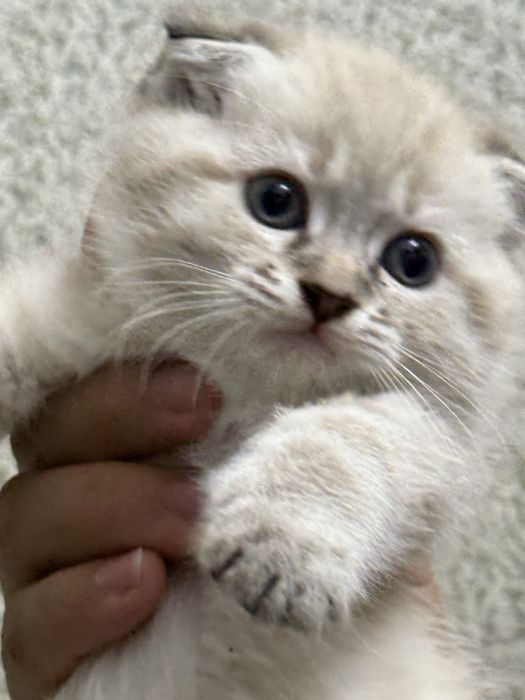 СКОТИШ ФОЛД! 2,5 месяцев