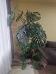 Monstera Deliciosa matură – 2 metri înălțime, plantă de interior spec