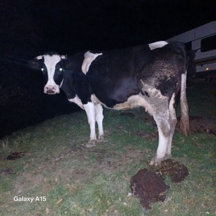 Vand vaca buna de lapte