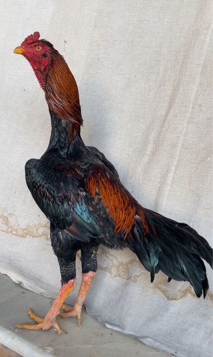 Dakan juja toza zot yirik aprelskiy oʻyini ham bor