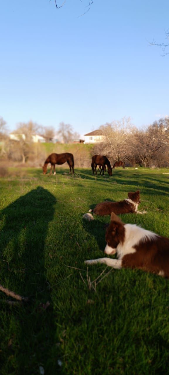 border collie бордер колли
