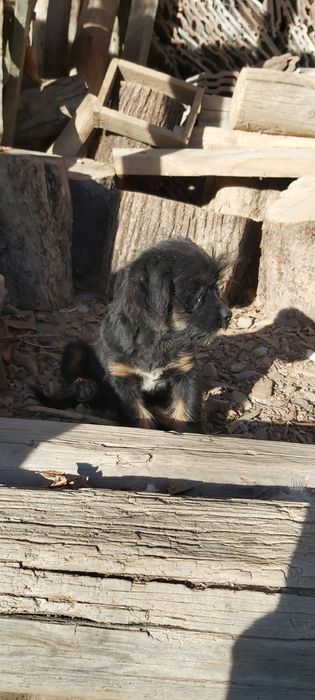 Donez unui iubitor de animale catel