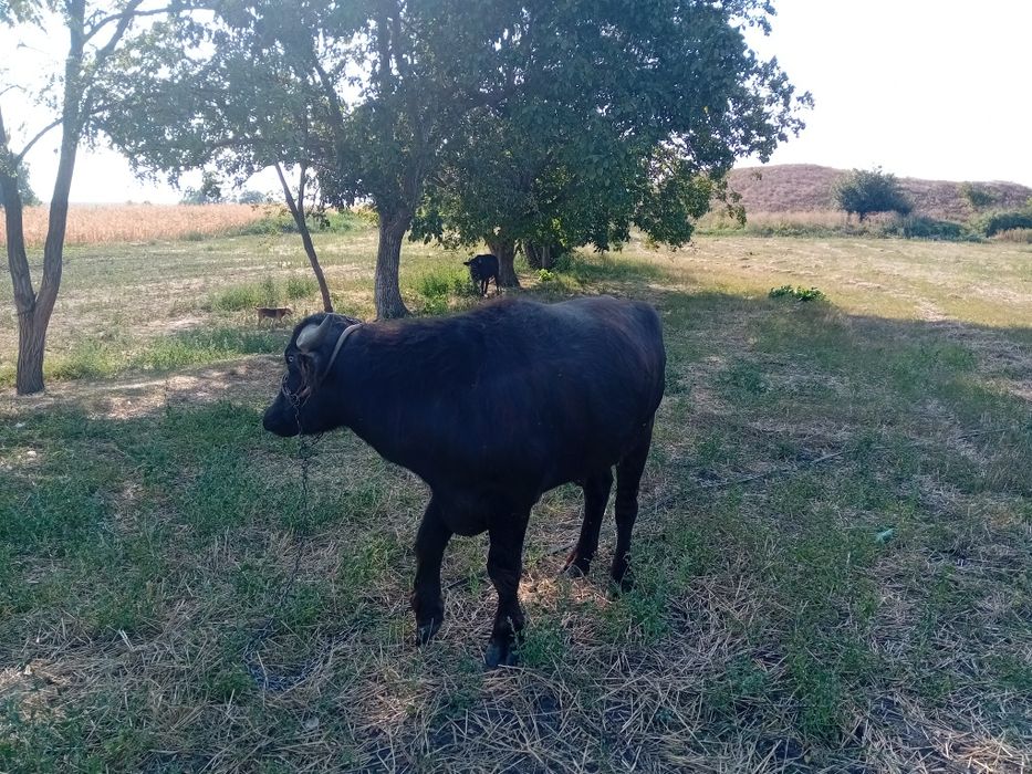 Taur bivolita ..