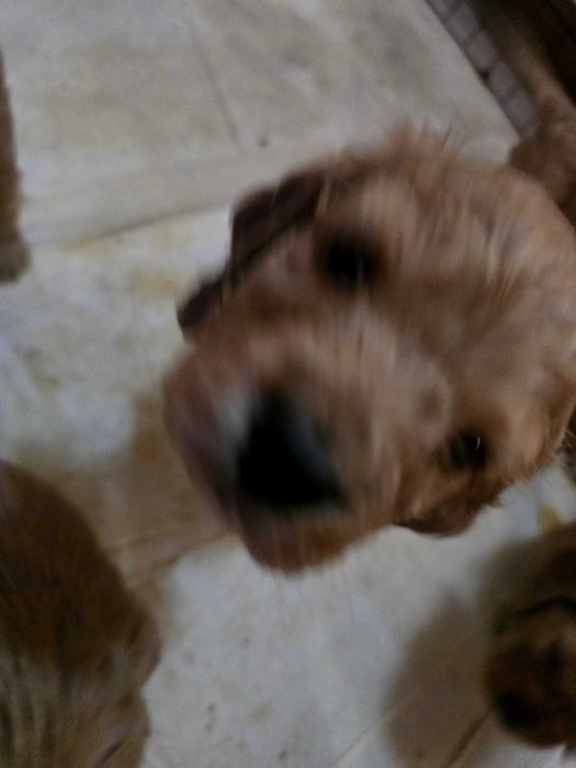 Продавам мъжки Кокер Шпаньол