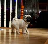Pui pug cu pedigree FCI
