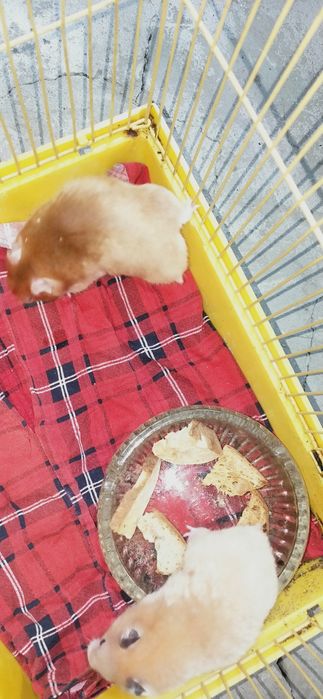 Хомяки два самца