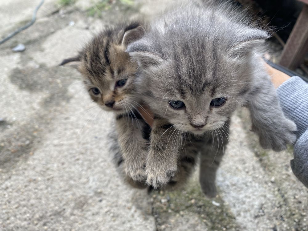 Отдаю крсивых котят !