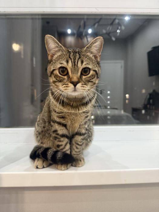 Отдам кота в добрые руки