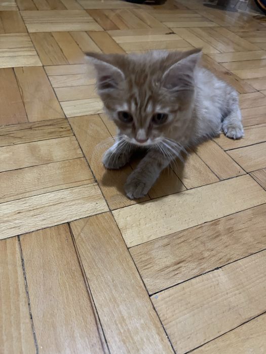 Mushuk hadiyaga beriladi