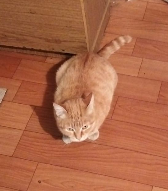 Рыжая кошка, девочка