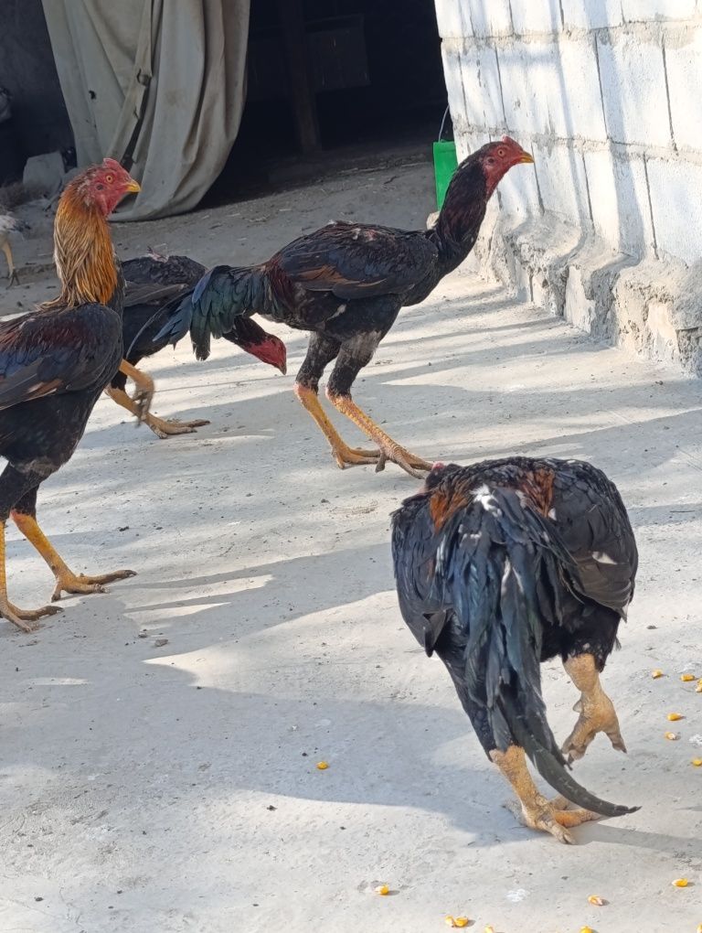 Yosh dakan joja xoroz