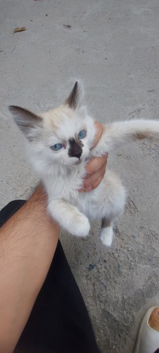 Siyamski mushuk bolasi