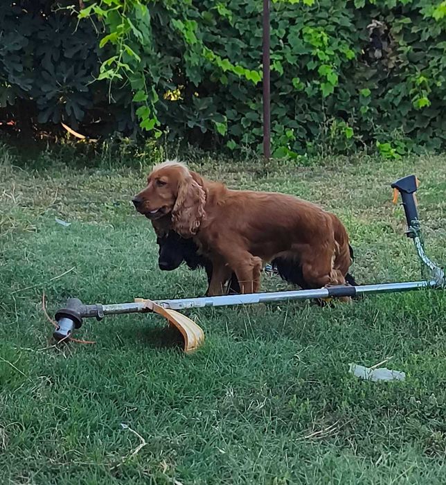 Английски кокер шпаньол,  кокер "шпаниоли"
